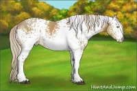 Horse Color:White Spotted Palomino