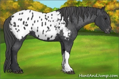 Horse Color:Black Appaloosa
