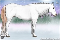 Horse Color:Buckskin Blanket 