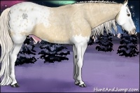 Horse Color:Silver Buckskin Ice Roan Dun Splash Appaloosa 