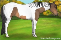 Horse Color:Buckskin Tobiano 