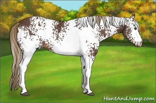Horse Color:White Spotted Liver Chestnut 