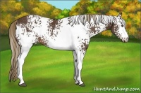 Horse Color:White Spotted Liver Chestnut