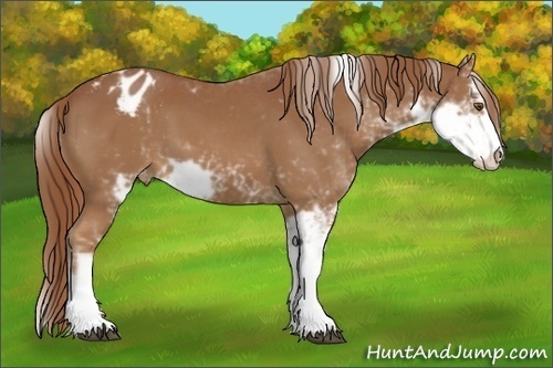 Horse Color:Chestnut Sabino Appaloosa 