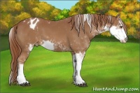 Horse Color:Chestnut Sabino Appaloosa 