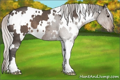 Horse Color:White Spotted Silver Black