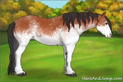 Horse Color:White Spotted Bay 