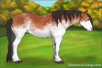 Horse Color:White Spotted Bay 