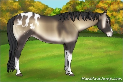 Horse Color:Brown Onyx Appaloosa 