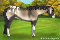 Horse Color:Brown Onyx Appaloosa 