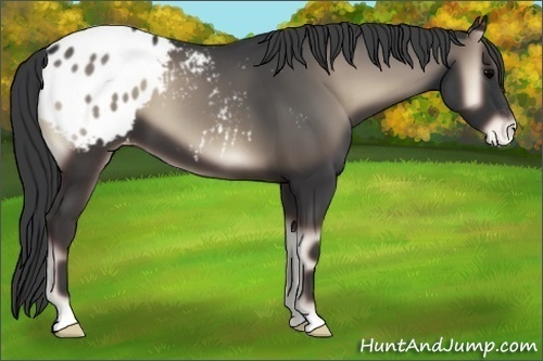 Horse Color:Blue Onyx Appaloosa 