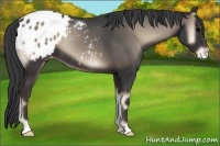 Horse Color:Blue Onyx Appaloosa 