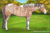 Horse Color:Bay Splash Tobiano Appaloosa and Bay Splash Tobiano Appaloosa