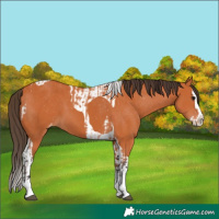 Horse Color:Bay Splash Tobiano Appaloosa  and Bay Splash Tobiano Appaloosa 