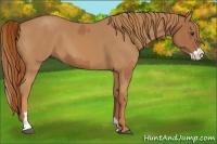 Horse Color:Chestnut  and Chestnut Splash 