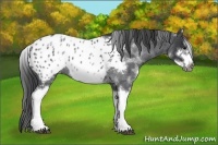 Horse Color:White Spotted Blue Roan Splash Frame Appaloosa 