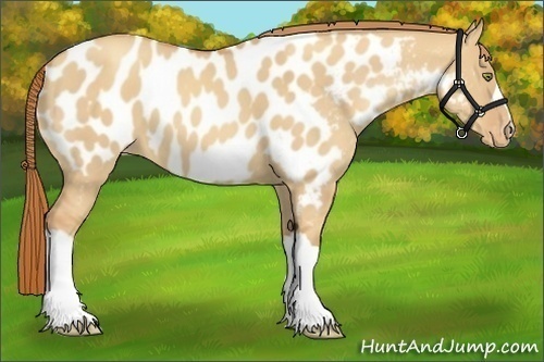 Horse Color:Gold Champagne Dun Appaloosa
