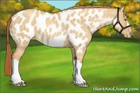 Horse Color:Gold Champagne Dun Appaloosa 