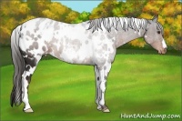 Horse Color:White Spotted Liver Chestnut Appaloosa 
