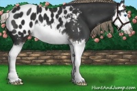 Horse Color:Liver Chestnut Splash Appaloosa 