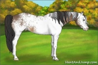 Horse Color:White Spotted Buckskin Sabino 