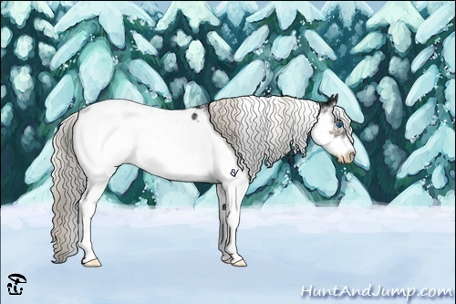 Horse Color:Liver Chestnut Sabino Splash Frame Appaloosa