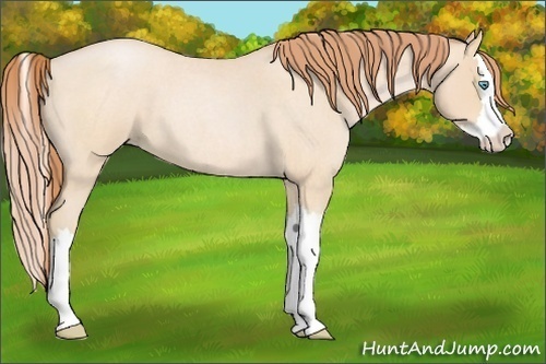 Horse Color:Buckskin Roan Pearl Splash