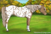 Horse Color:Palomino Near Leopard Rabicano 