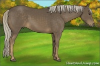 Horse Color:Chocolate Palomino 