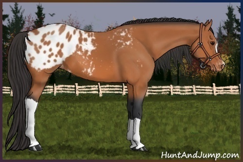 Horse Color:Bay Appaloosa 