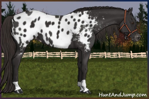 Horse Color:Liver Chestnut Near Leopard 