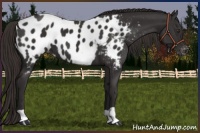 Horse Color:Liver Chestnut Near Leopard 