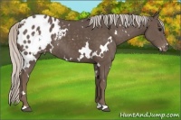 Horse Color:White Spotted Silver Black Appaloosa 
