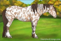 Horse Color:Amber Champagne Appaloosa  and Amber Champagne Appaloosa Rabicano 