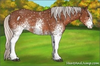 Horse Color:White Spotted Silver Brown Appaloosa 