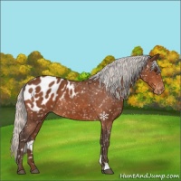 Horse Color:Silver Bay Appaloosa 