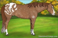 Horse Color:Chestnut Splash Appaloosa 