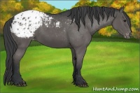 Horse Color:Black Appaloosa 