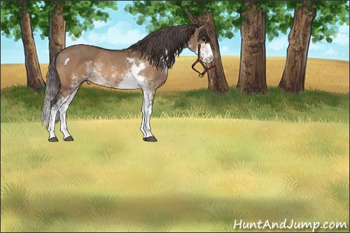 Horse Color:Bay Dun Sabino Appaloosa Rabicano