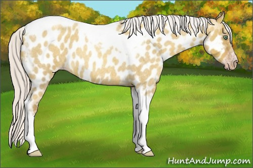 Horse Color:Gray Silver Amber Cream Champagne Roan Dun Splash Tobiano Frame Appaloosa Rabicano