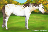 Horse Color:Gray Amber Cream Champagne Roan Dun Sabino Splash Frame Appaloosa Rabicano 