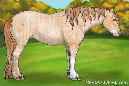 Horse Color:Buckskin Roan Pearl Splash and Bay Roan Pearl