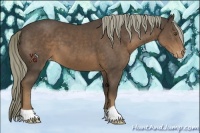 Horse Color:Liver Chestnut Appaloosa 