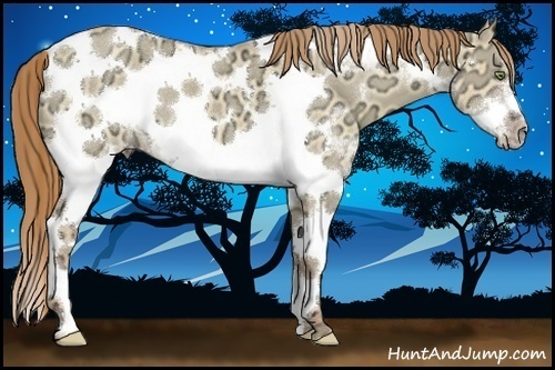Horse Color:White Spotted Gold Champagne Ice Dun Tobiano Frame