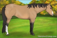 Horse Color:Buckskin 