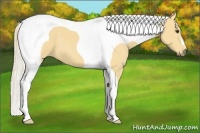 Horse Color:Palomino Tobiano Frame