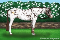 Horse Color:White Spotted Liver Chestnut Appaloosa 