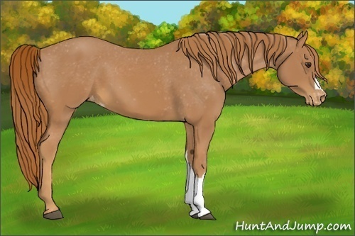 Horse Color:Chestnut Appaloosa