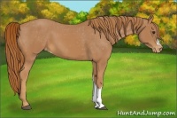 Horse Color:Chestnut Appaloosa