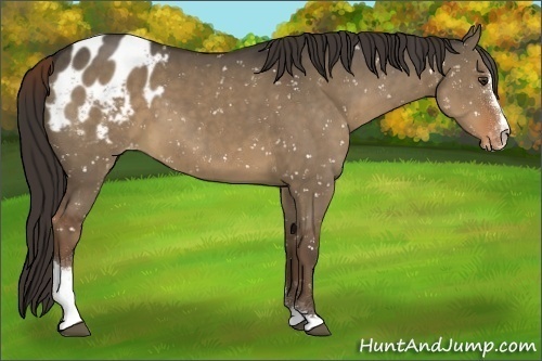 Horse Color:Liver Red Dun Sabino Appaloosa 